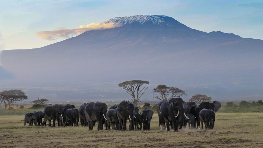 Le Kenya : une destination de choix pour un safari pas cher